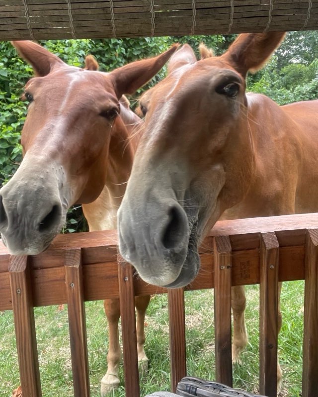 Close up portrait of a calm therapy mule