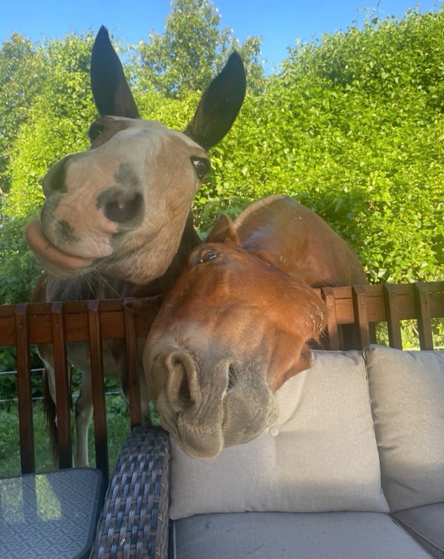 Close up portrait of a calm therapy mule